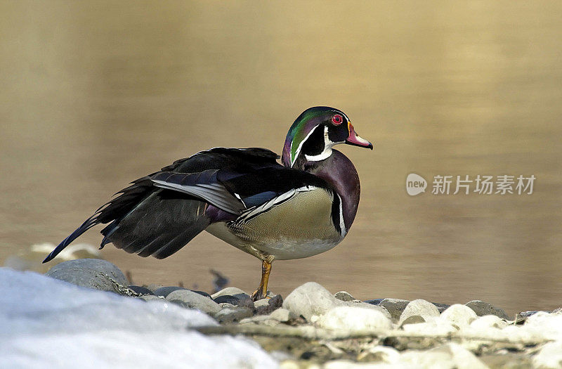 Wood Duck - 艾克斯赞助商